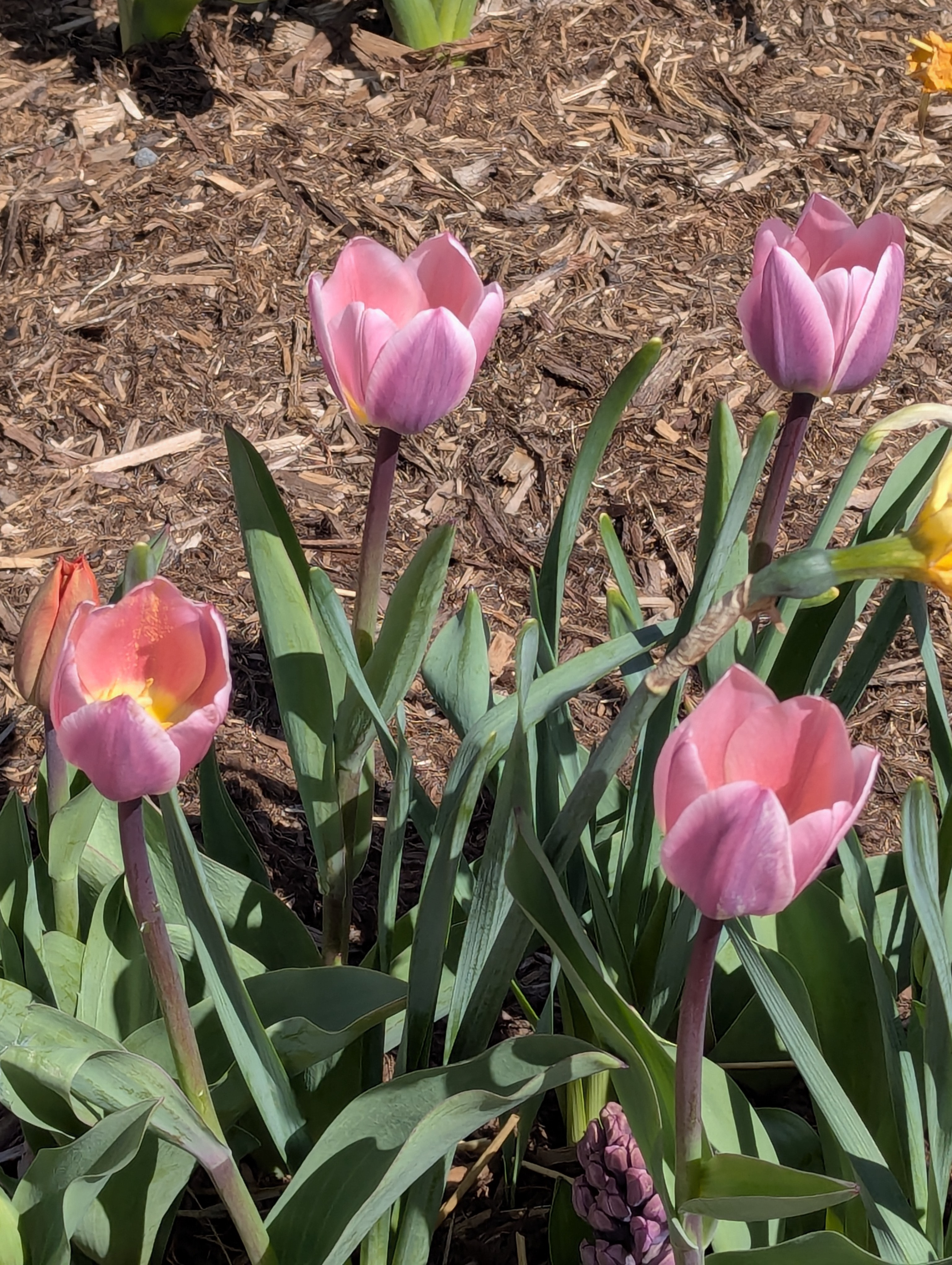 Tulips, Morrison, Colorado